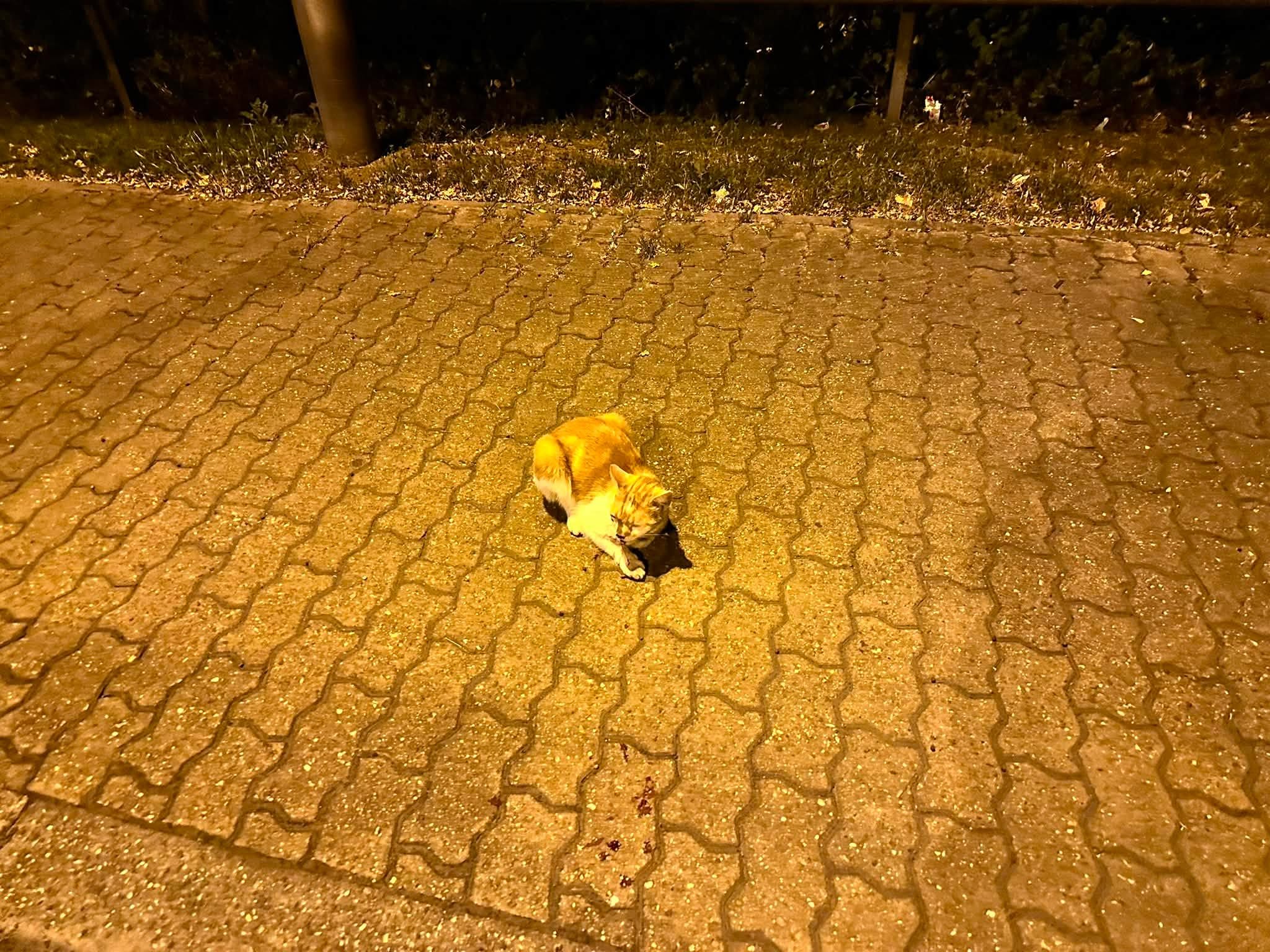 Freigegebenes Fundtierfoto